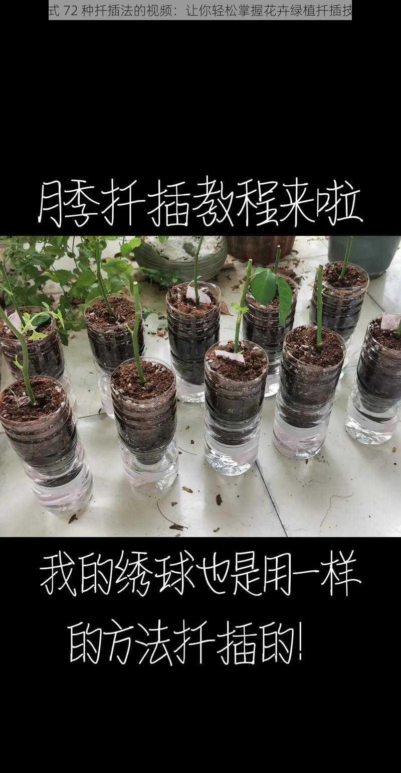 欧式 72 种扦插法的视频:让你轻松掌握花卉绿植扦插技巧